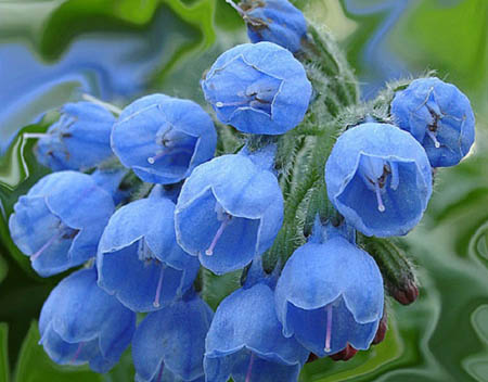 Comfrey officinalis: použitie a liečivé vlastnosti kosodreviny