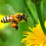 Prvá pomoc s včelím bodnutím
