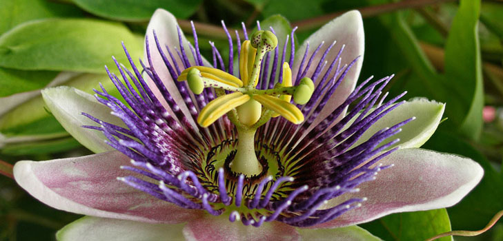Aplikácia passionflower v medicíne (s fotografiou)