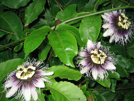 Aplikácia passionflower v medicíne (s fotografiou)