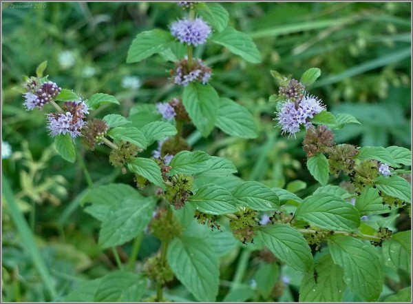 Motherwort v tehotenstve