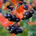 Vlastnosti chobotnice Ashberry
