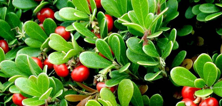 Bearberry: liečivé vlastnosti, aplikácia, foto