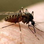 Mosquito skus