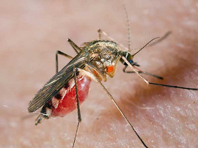 Mosquito skus